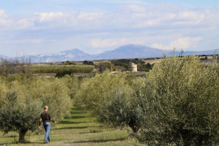 Balade nature : l'olivier