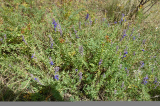 A la découverte des plantes aromatiques, médicinales et gourmandes