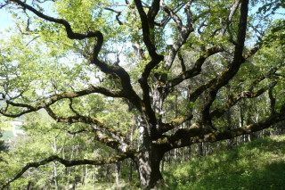 Le chêne