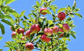 Arbre fruitier Arbre fruitier