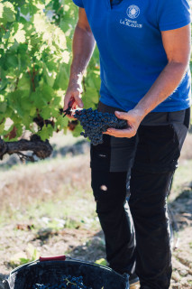 Domaine de la Blaque_Pierrevert