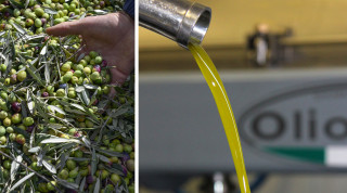 Moulin à l'huile d'olive