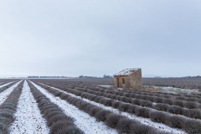 plateau-de-valensole-ad04-493566