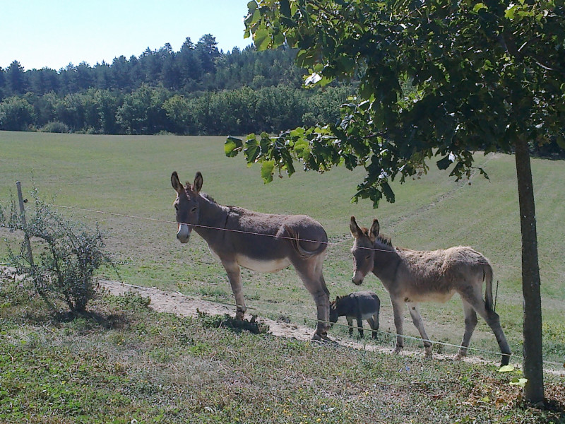 Anes de provence