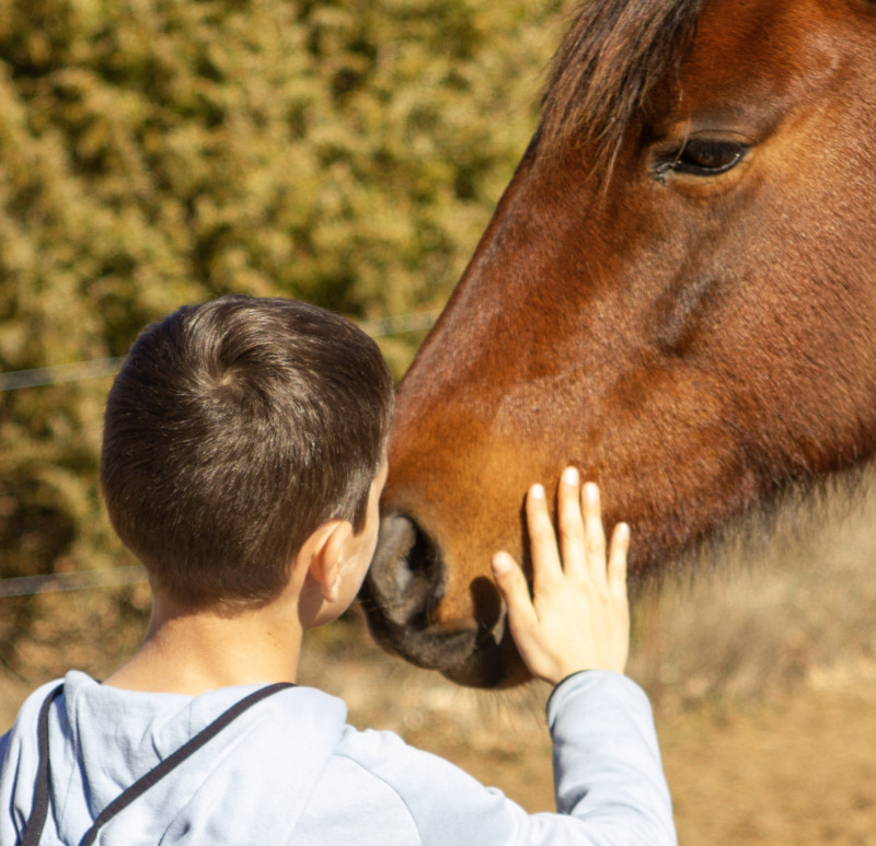 Mediation animale equicoaching