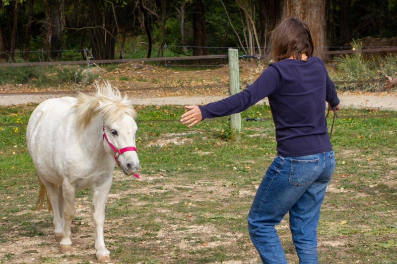 Equicoaching