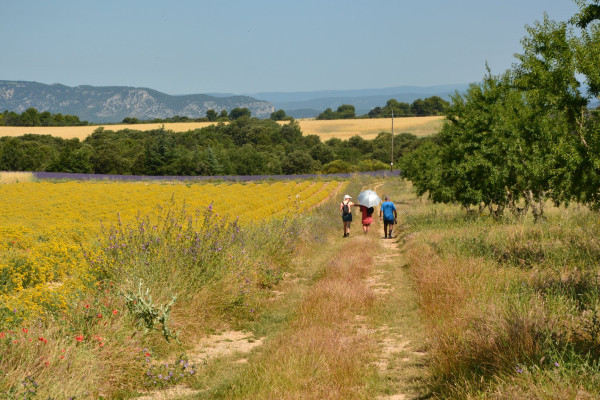 Visit winery and lavender farm