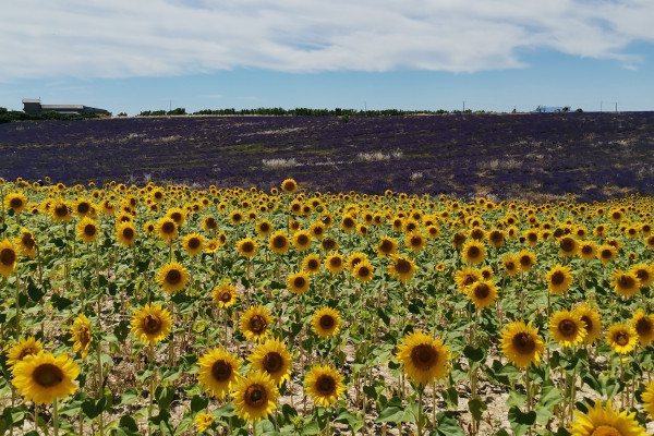 Visit winery and lavender farm