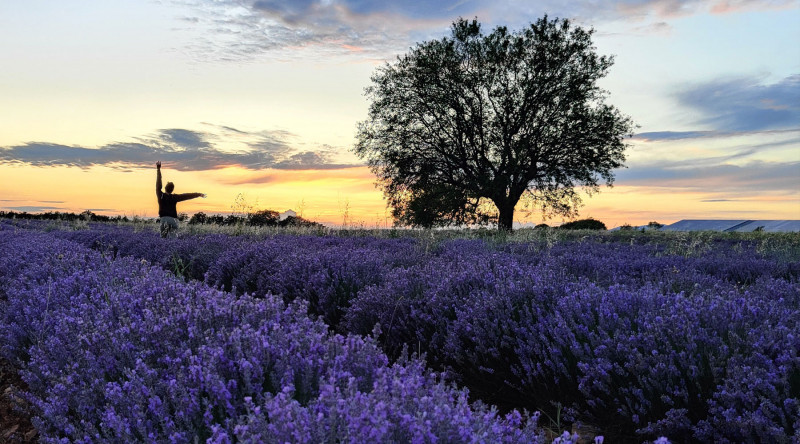 Champs de lavande