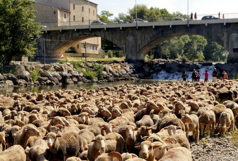 Fête de la transhumance 2025_Vinon-sur-Verdon
