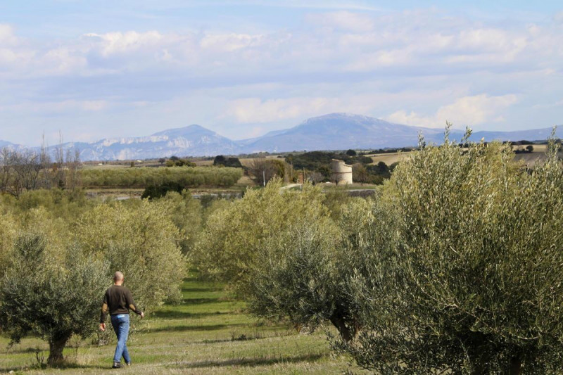 Balade nature : l'olivier