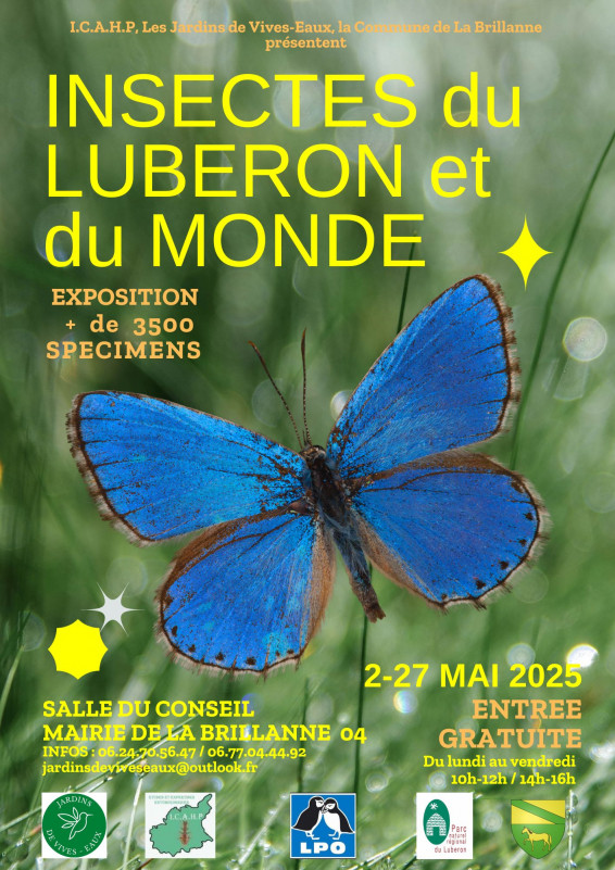 Insectes du Luberon et du monde