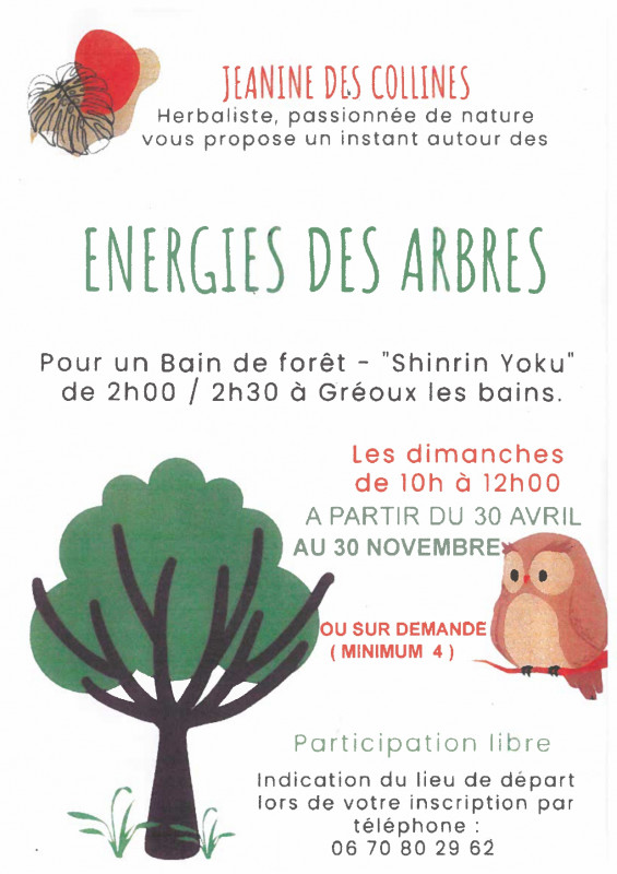 Bain de forêt : Energie des arbres