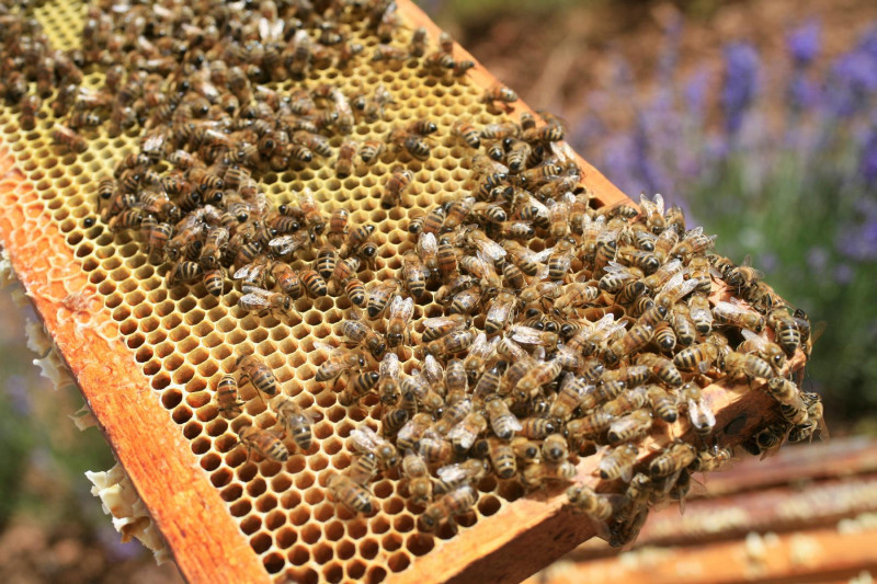 rayon_abeille_c_herve_vincent.jpg
