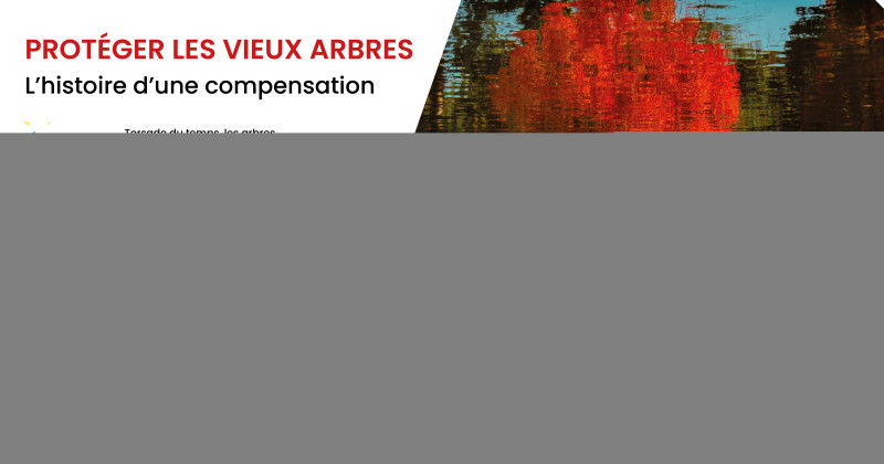 Protéger les vieux arbres, l'histoire d'une compensation