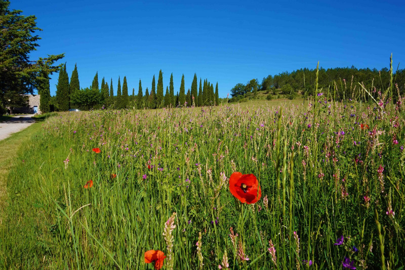 Domaine des cypres - © dr Domaine des cypres Domaine des cypres