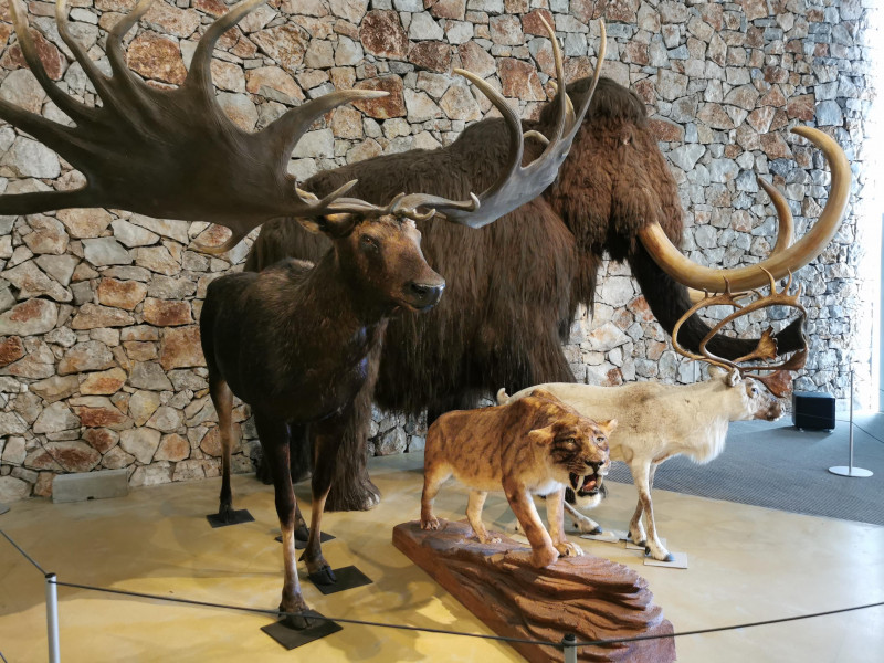 Troupeau Musée de Préhistoire