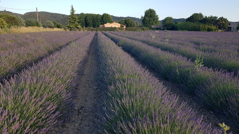 Lavandes - © DR Laurence Habert Lavandes