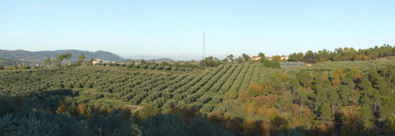 Une partie de l'oliveraie Une partie de l'oliveraie