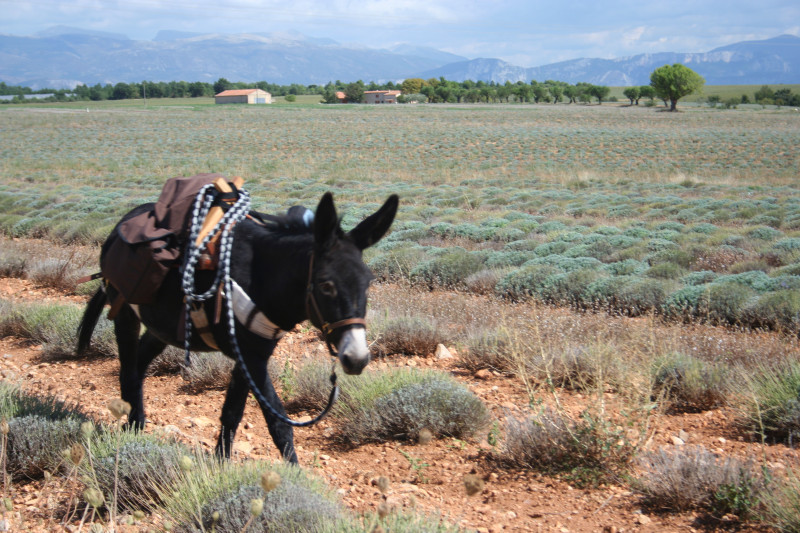 Découverte des ânes
