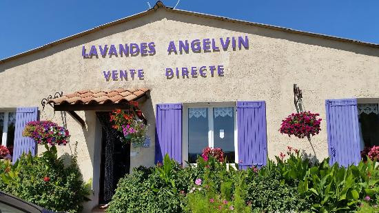 Lavandes Angelvin