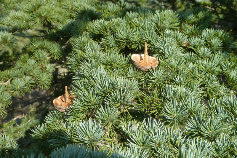 Les résineux : une famille qui ne manque pas de piquant