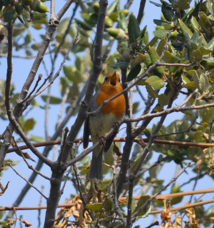 Rouge Gorge - © DR Maxence Lucas Rouge Gorge