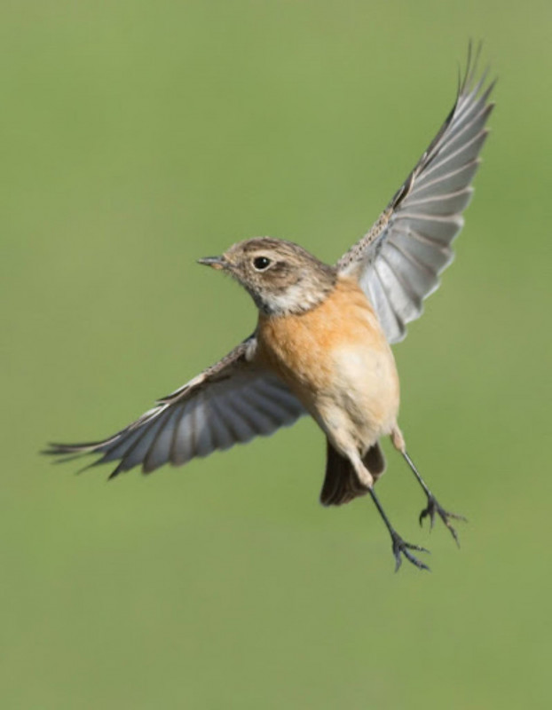 Conférence : Les pouvoirs extraordinaires des oiseaux_Gréoux-les-Bains