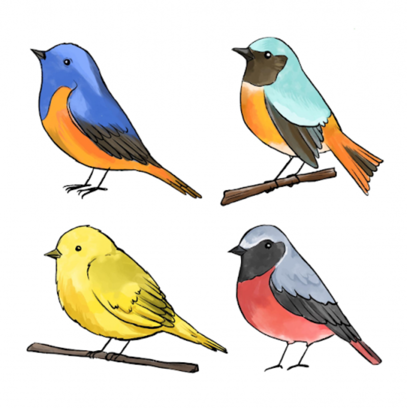 Atelier pour apprendre à dessiner les oiseaux avec Thimotée Rouxel_Gréoux-les-Bains