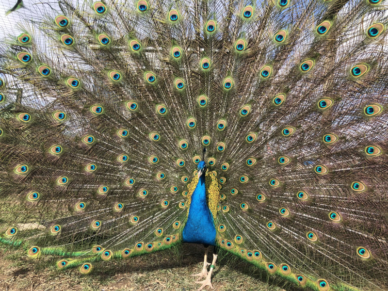 Petits Fermiers de Pâques