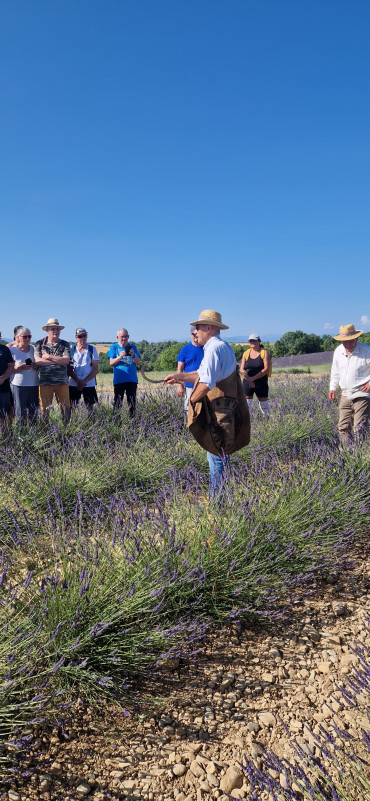 Coupe de la lavande à l'ancienne