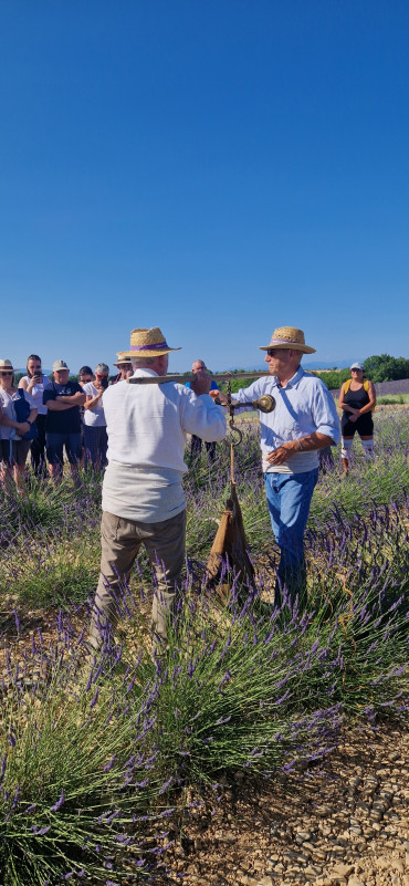 Coupe de la lavande à l'ancienne