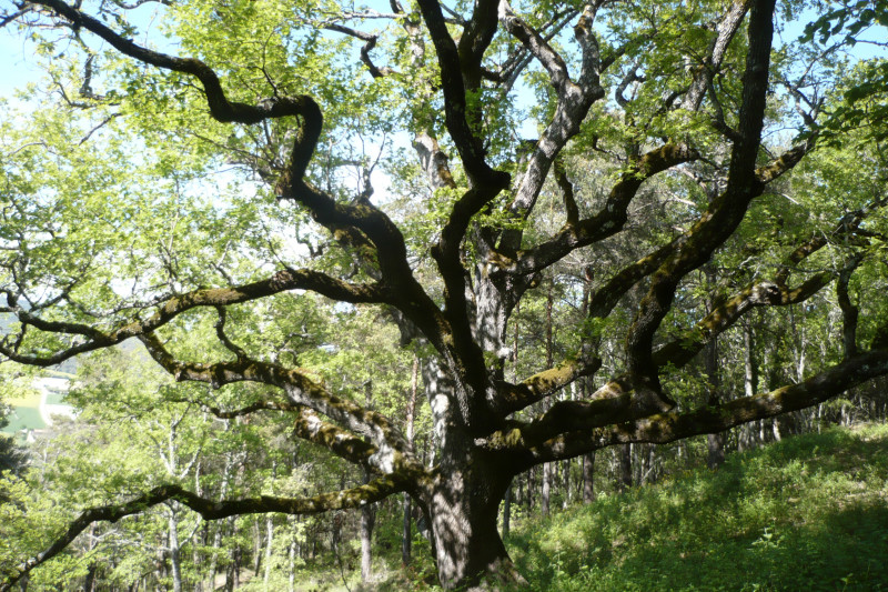 Symbole de force et de majesté