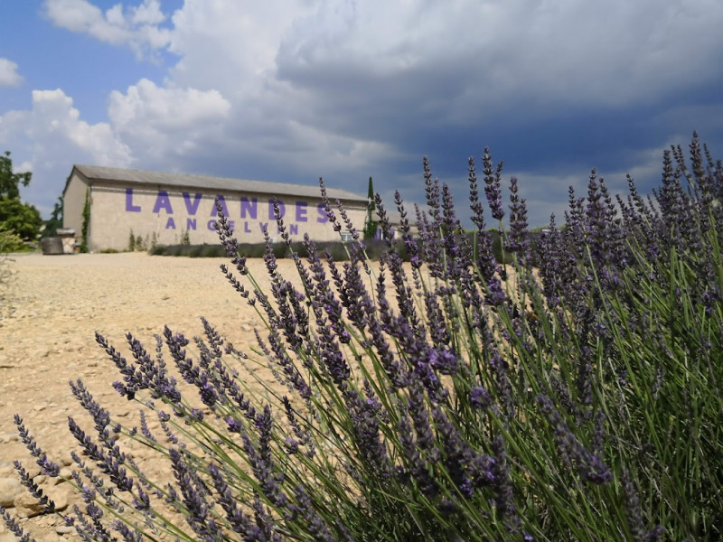 Visite de la distillerie Angelvin_Valensole