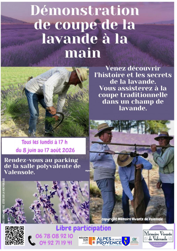 Coupe de la lavande - © Dr mémoire vivante de valensole Coupe de la lavande