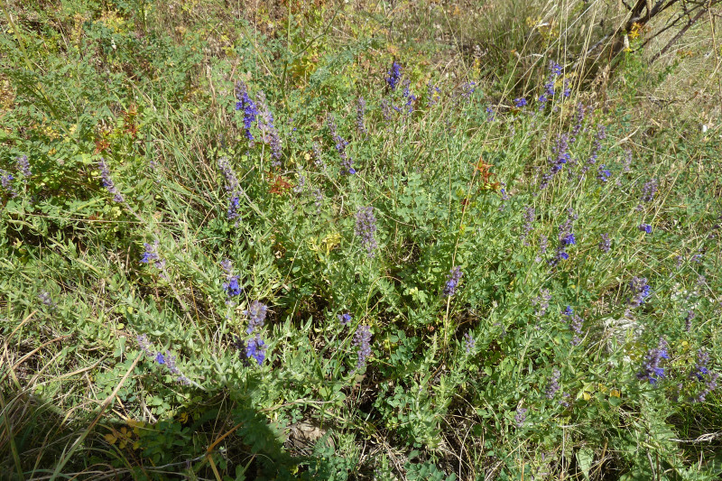 A la découverte des plantes aromatiques, médicinales et gourmandes - © DR I.M. A la découverte des plantes aromatiques, médicinales et gourmandes