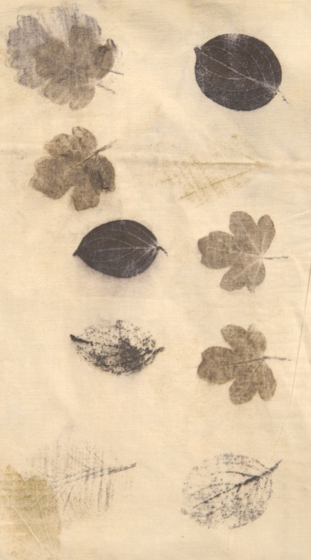 Plantes tincoriales, l'éco-print et la magie des tanins - © pnrl Plantes tincoriales, l'éco-print et la magie des tanins