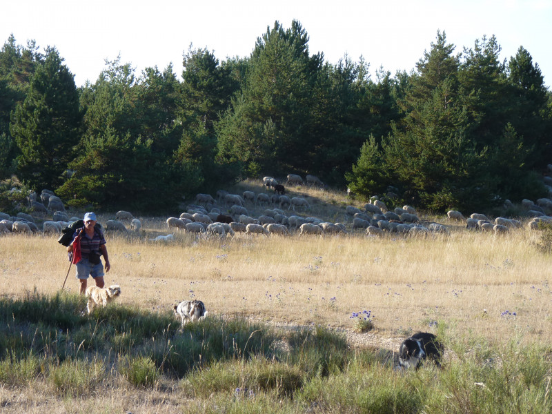 Balade nature: La Transhumance - © DR IM Balade nature: La Transhumance