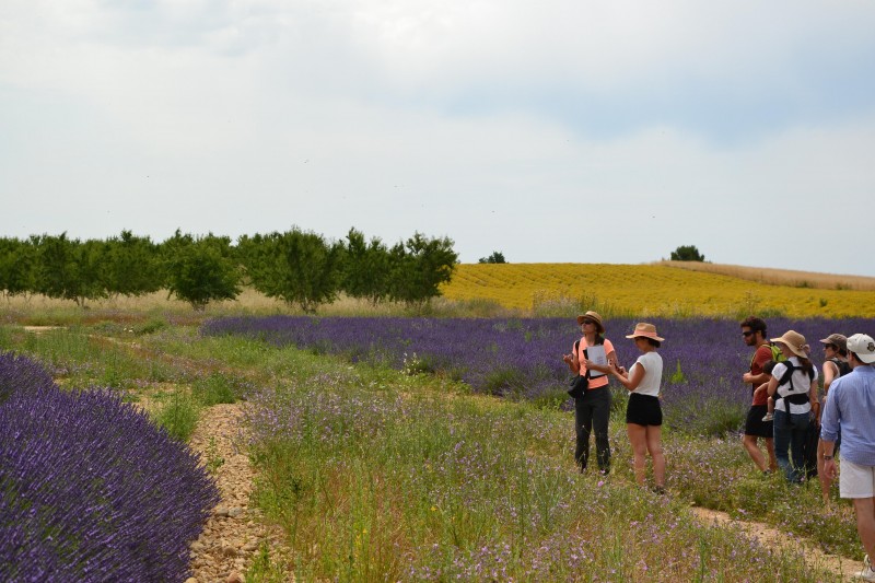 balade-lavande-reisetriptours-guide-urbain-et-nature-provence-5-221400